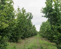 İsmayıllı rayonu, Qalınçaq kəndində 27 sot , İsmayıllıda