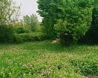 Quba rayon Amsar kəndi 4 sot , Qubada