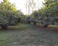 Mirzəbəyli kəndi 28 sot , Qəbələdə