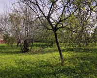 Qebele Seher, Nesimi kucesi 1 otaq , Qəbələdə