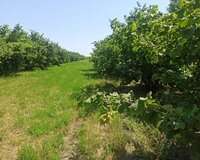 Qusar findiq 1 otaq , Qusarda