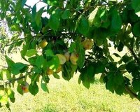 Xaçmaz rayonu Niyazoba kəndi, 2 otaq