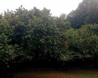 Qəbələ Rayon Daşca Kəndi, 16 sot