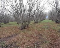 Qəbələ Soltannuxa kəndi, 100 sot