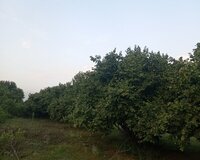 Qebele seher Nic qesebesi, 40 sot , В Qəbələ