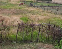 Lənkaranda Haftoni qəsəbəsində,yola yaxin ərazidə,Sprinq otelə 200 metr məsafədə, 1 otaq , Lənkəranda