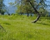 Quba rayonu Alıc Digah kəndi, 20 sot