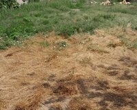 Sumqayıt Xəzər bagları, 3 otaq