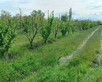 Xaçmaz rayonu Alıc qışlaq kendi, 20 sot