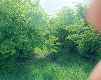 Xaçmaz rayonu Alıc qışlaq kendi, 18 sot