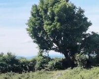 Qəbələ ş Bum kəndi, 31 sot