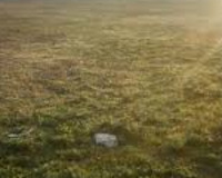 Təzə Bakı-saray-sumqayıt yolunun üstü. Saray qəbisrtanlığının yanı, 40 sot , Abşeron rayonu