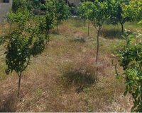 Pirallahı Zabanya, 3 sot , Xəzər rayonu