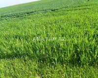 Saatli rayon, Fətəli Kənd 1 otaq , Saatlıda