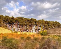 Göradil qəs, 8 sot , Abşeron rayonu