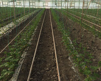 Salyan rayonu Qarabagli kendi 5 otaq , Salyanda