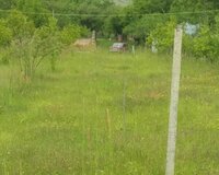 Ismayilli rayon 50 sot , İsmayıllıda