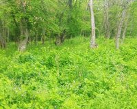 Əniq Şahdağ yolu 1 otaq , Qusarda