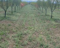 Samux şəhər ərazisi, Gəncə ilə sərhəddə 130 sot , Digər rayonda