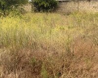 Sabuncu rayonu Pirshagi qesebesi,Shixeli Qurbanov kucesi 20 sot , Sabunçu rayonu