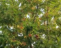 Quba Amsar 1 otaq , Qubada