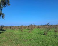 Xaçmaz şəhəri 200 sot , Xaçmazda