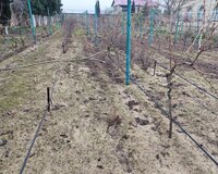 Sabunçu rayonu Bilgəh qəsəbəbi 6 sot , Sabunçu rayonu