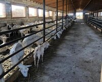 İmişli ərəzi 20 otaq , İmişlidə