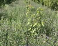 Xaçmaz rayonu Qalağan kəndi 100 sot , Xaçmazda