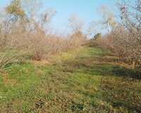 Sibiroba kəndi 1280 sot , Xaçmazda