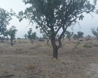 Novxani Erazisi 100 sot , Abşeron rayonu