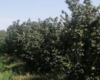 Xaçmaz rayonu Xudat 1 otaq , Xudatda