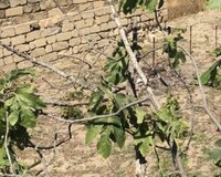 Baki,novxanı kəndi 414 sayli bağ sahəsi, 6 sot , Abşeron rayonu