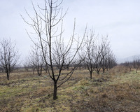 Quba Rayonu İsnovqışlağ kəndi, 125 sot