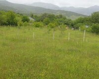 Ismayilli rayon 50 sot , İsmayıllıda