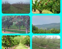 Quba rayonu, Səbətlər kəndi 1 otaq , Qubada