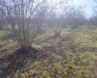 Xacmaz rayonu 1 otaq , Xaçmazda