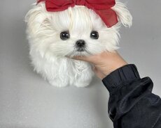 Pomerin spits balası