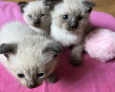 Siam pişiklerinin satışı