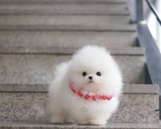 Pomerin spits balası