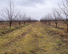 Gilas bağı Bakı Rusiya yolu üzərində