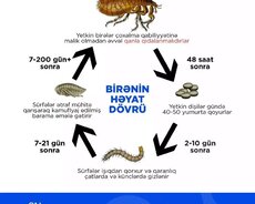 Dezinfeksiya sağlam Nəsil