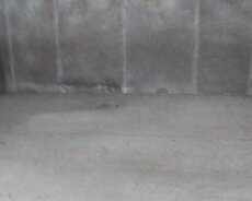 Şamaxı rayon Göylər kəndi