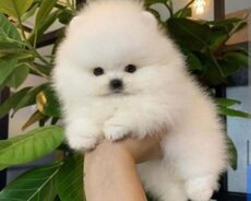 Pomərin mini baladdir