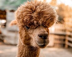 Şamaxı Alpaka turu