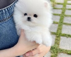 Pomerin spits balası satılır