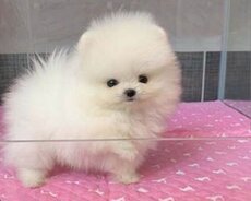 Pomerin spits balası mini balaca