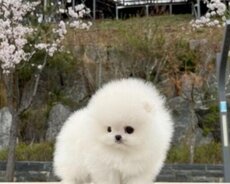 Pomerin mişqa balası