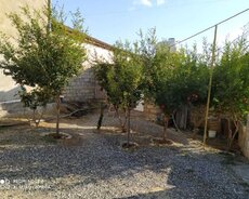 Sabuncu rayonu,Mastaga qesebesi,Gulculuk savxozu