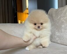 Pomerin spits balası satılır mişqa